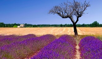 Val des Rois